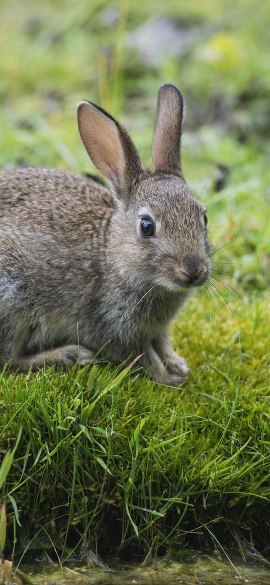 hare, rabbit, grass, look