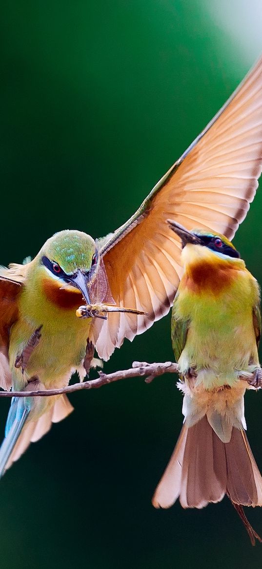 bee-eater, bird, couple, branch