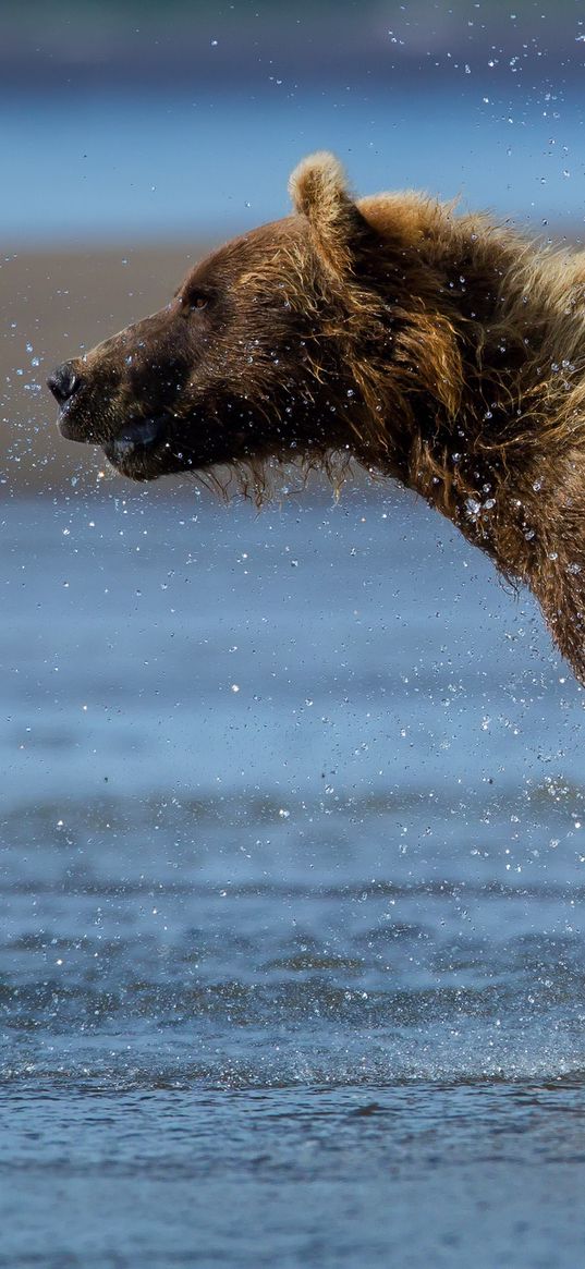 bear, run, water, wet