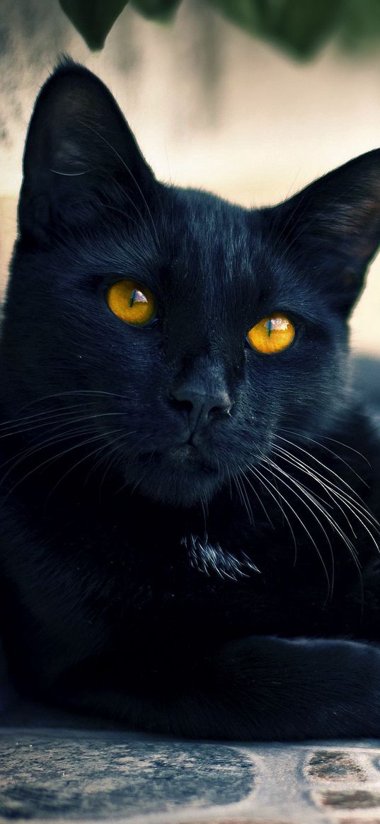 black cat, lying, face, eyes