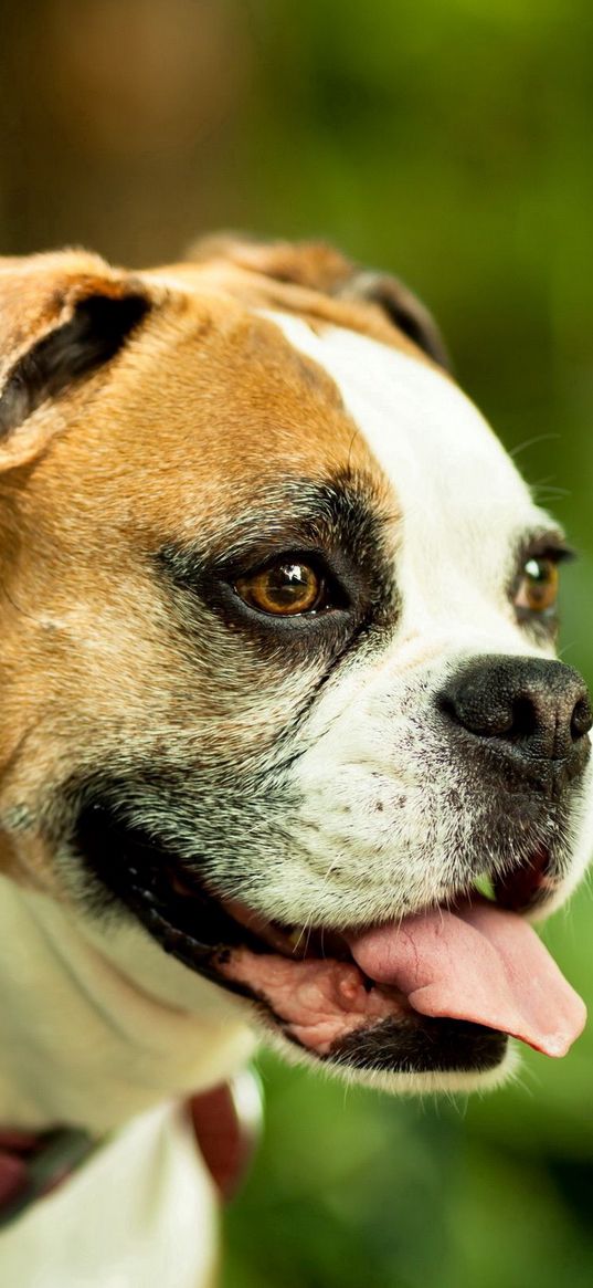 dog, boxer, collar, eyes, protruding tongue