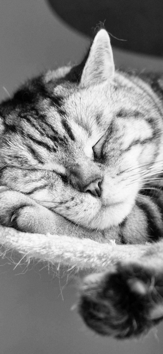 cat, lying down, sleeping, striped, black and white