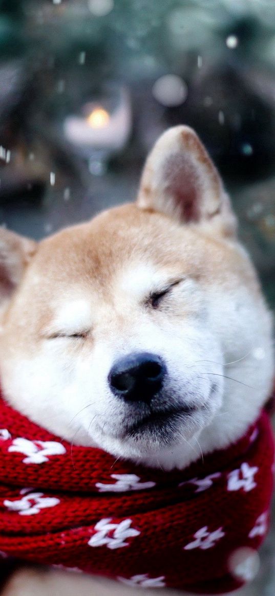 dog, akita inu, scarf, squint, snow