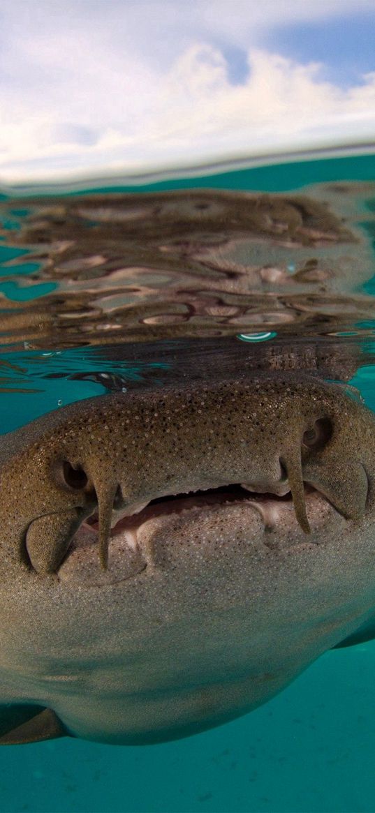 shark, fort walton beach, florida, underwater world