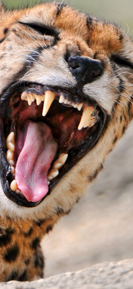 cheetah, teeth, anger, predator