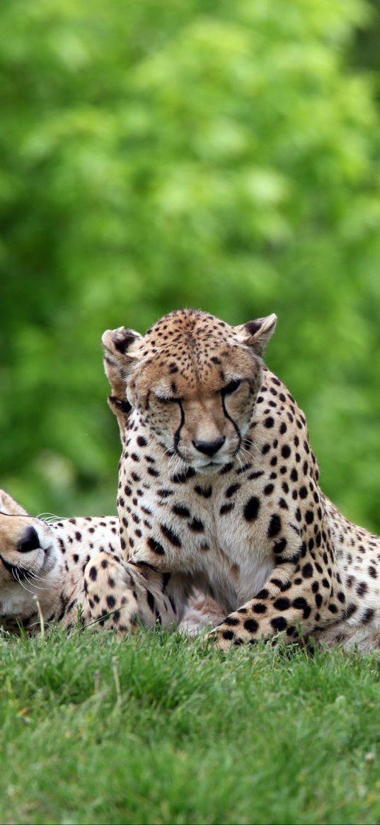 cheetahs, couple, grass, predators, lie