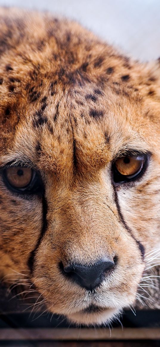 cheetah, face, eye, predator