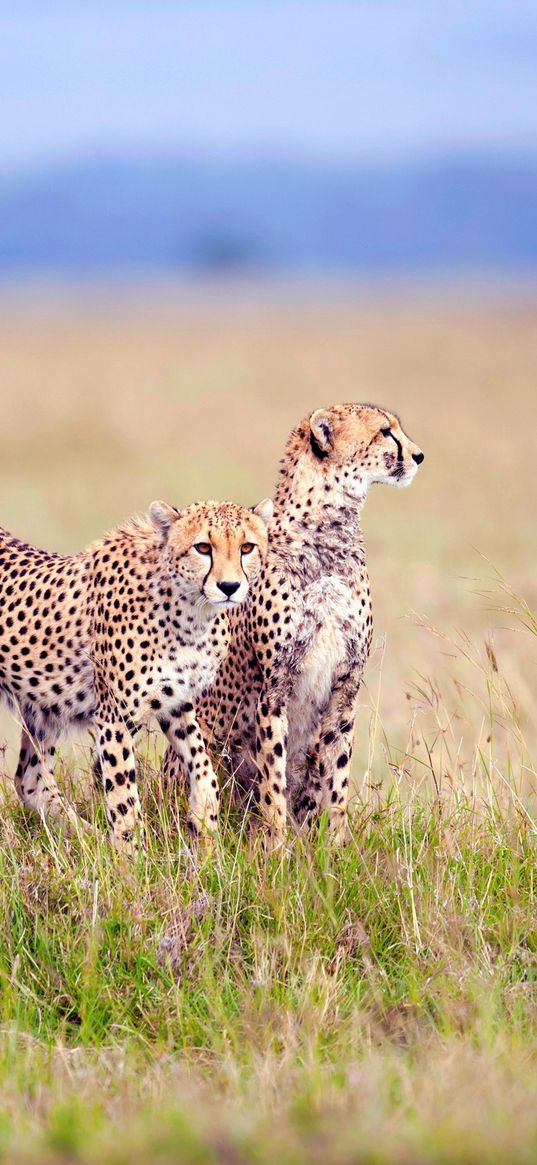 cheetahs, field, grass, three, predators