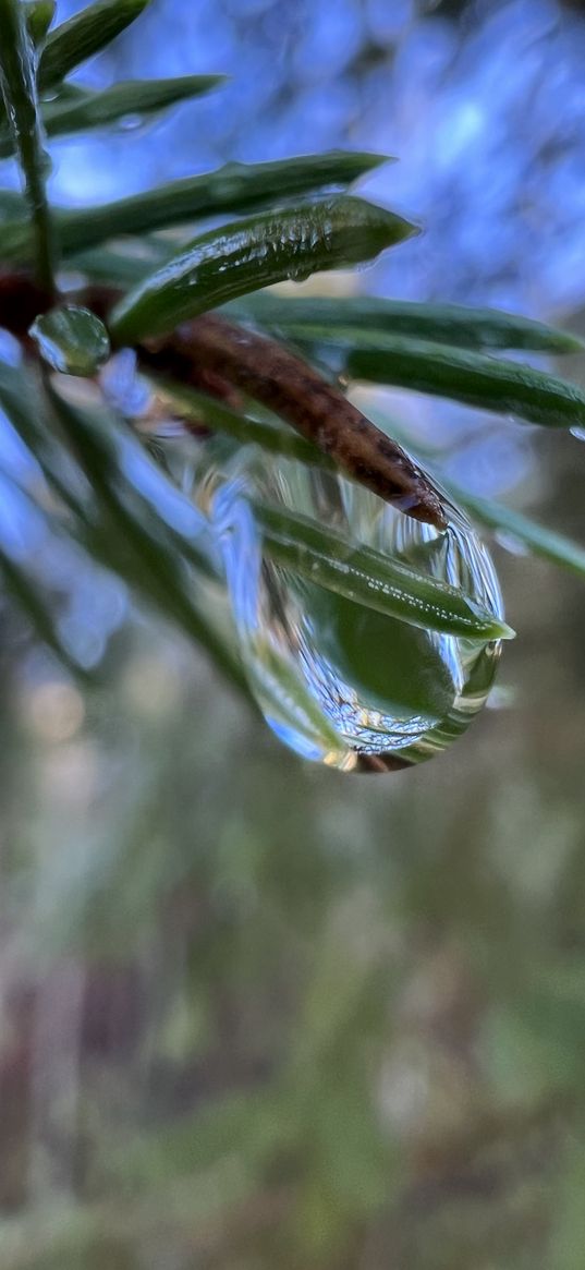 waterdrop, branch, needles, sky, nature, macro