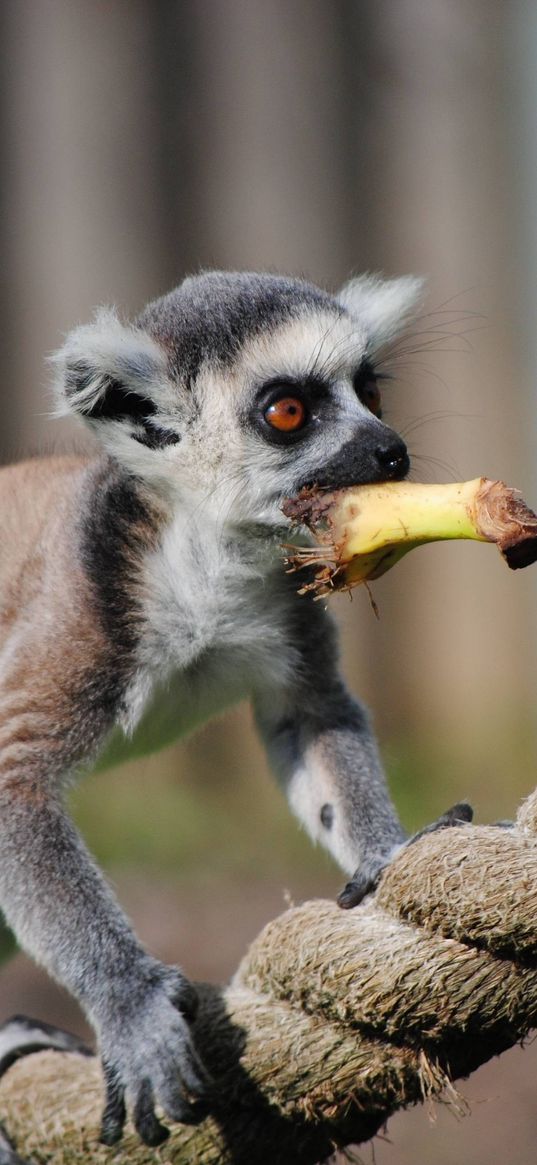 lemur, rope, food, walk, animal