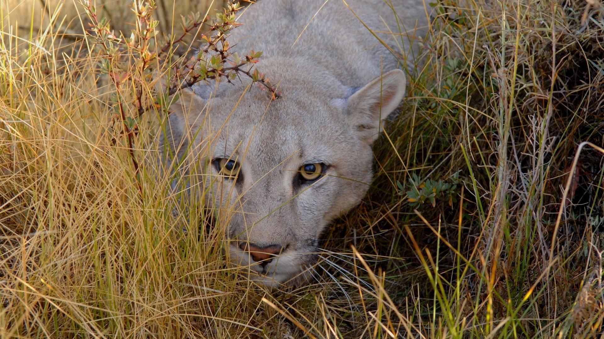 puma, grass, hide, look