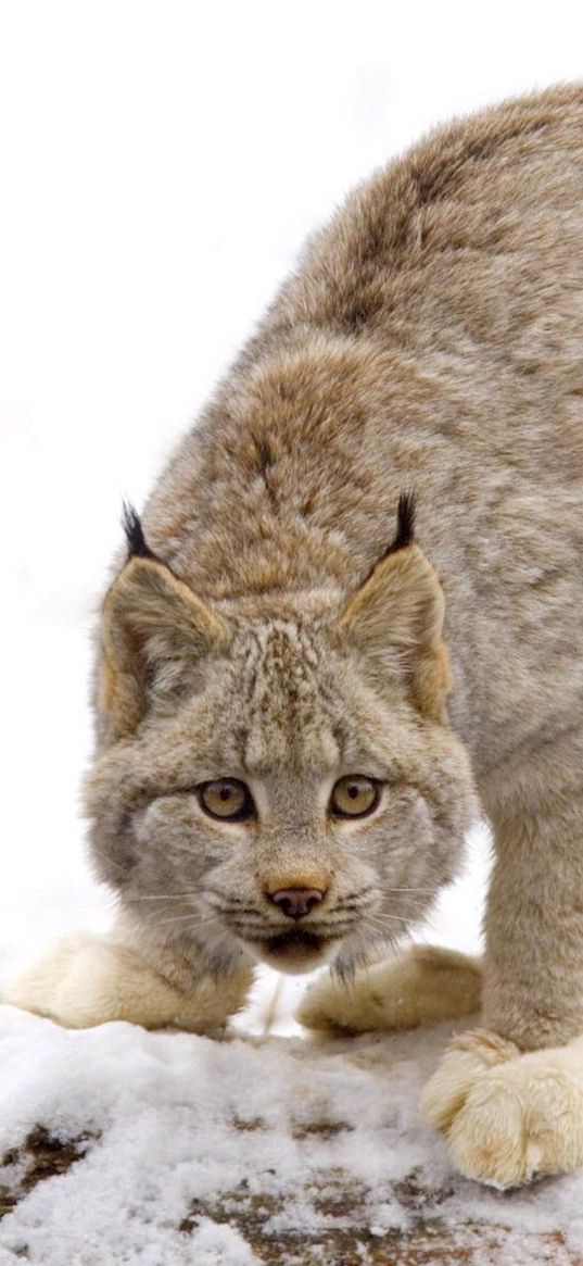 lynx, snow, predator, look, caution