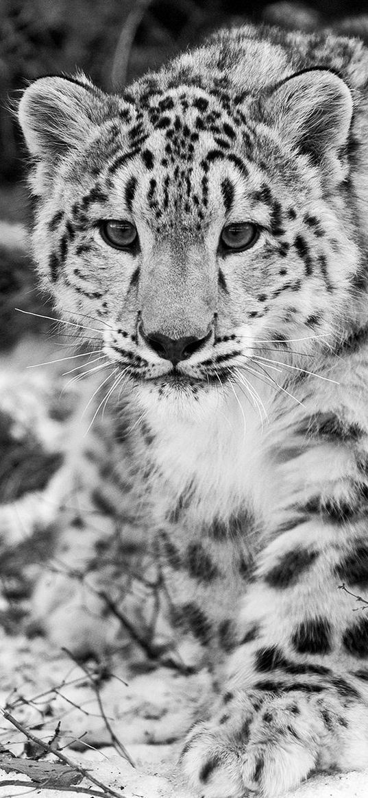 snow leopard, snow, hunting, attention, black and white