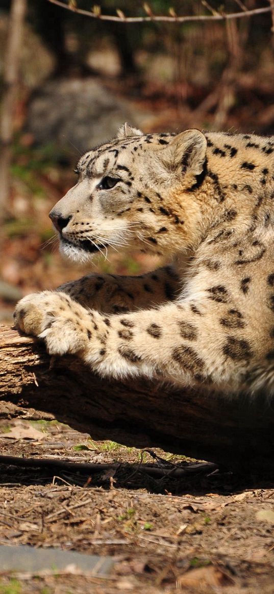 snow leopard, wood, bark, paw, care