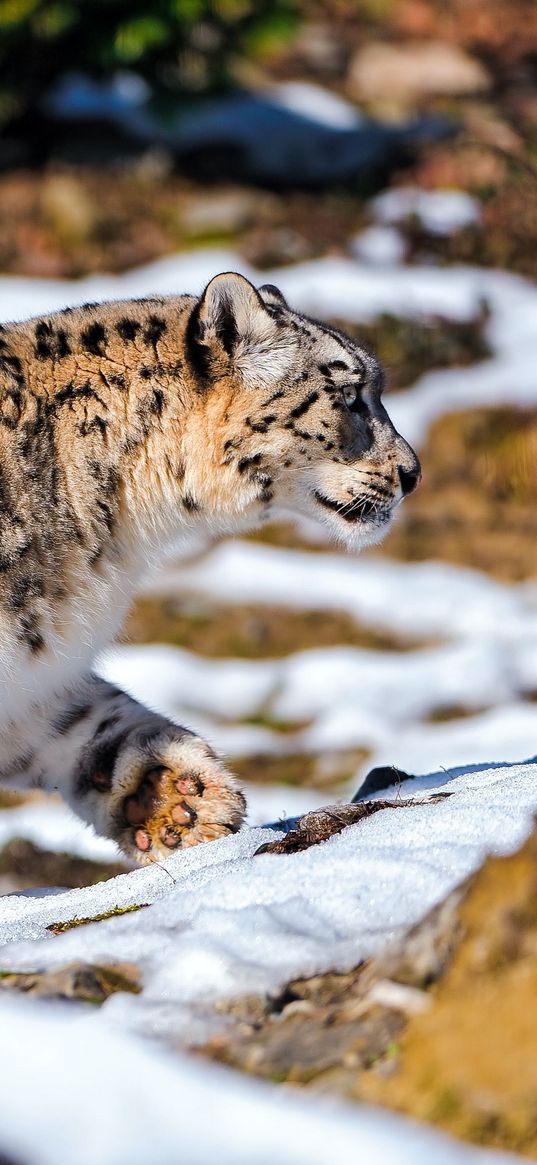 snow leopard, walking, snow, rocks, predator