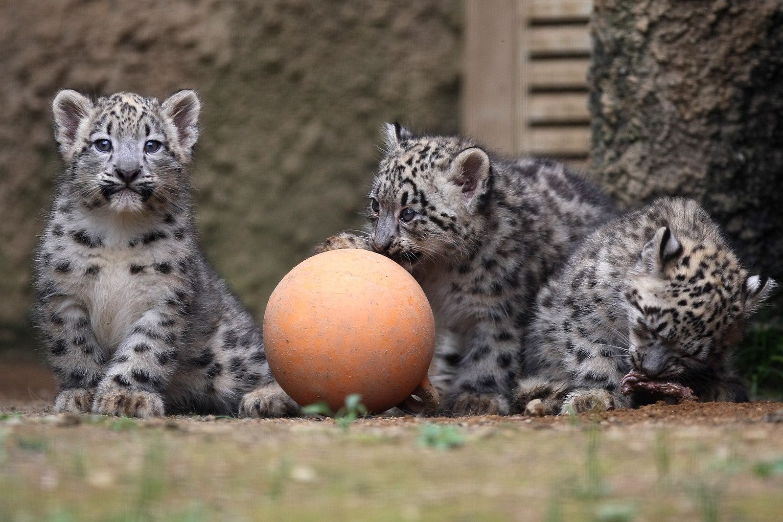 snow leopards, ball, cubs, play