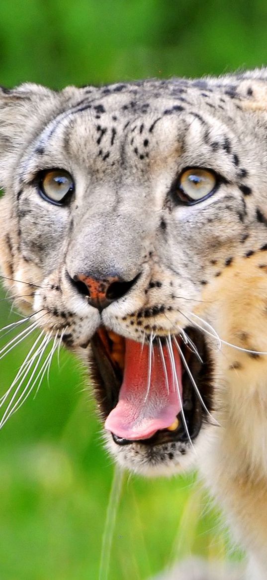 snow leopard, teeth, open mouth, face, look, predator