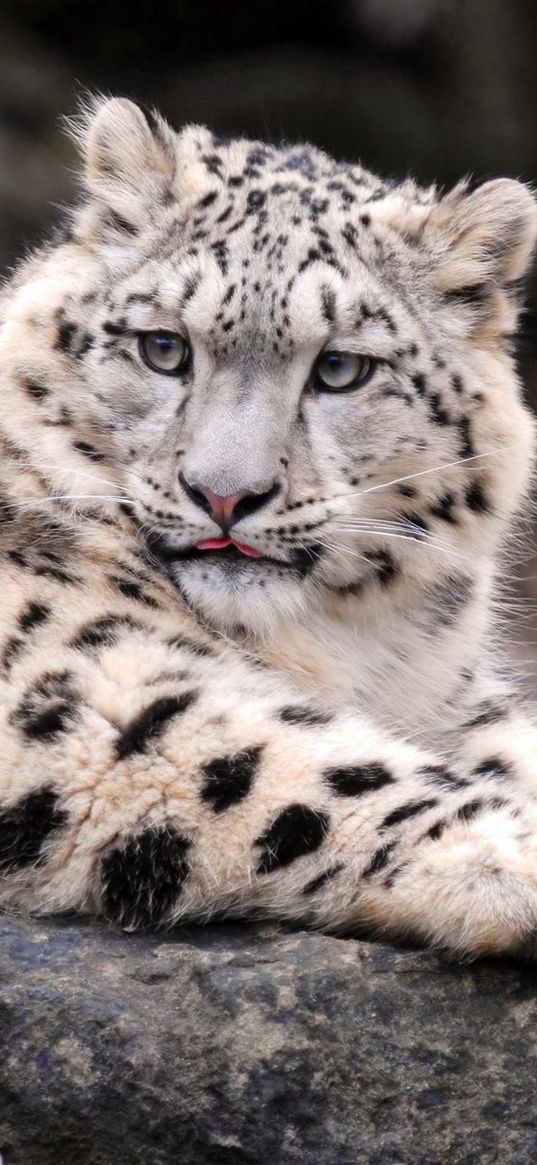 snow leopard, down, fat, predator