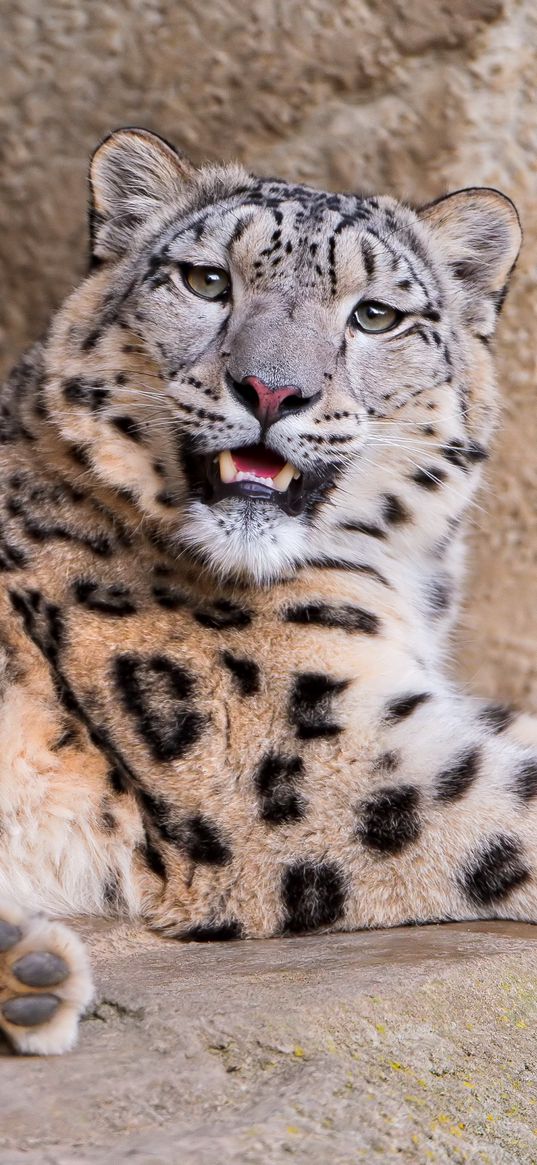 snow leopard, stones lie, teeth, anger, predator