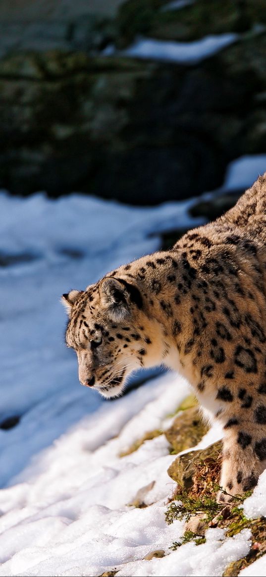 snow leopard, snow, walk, forest, downhill