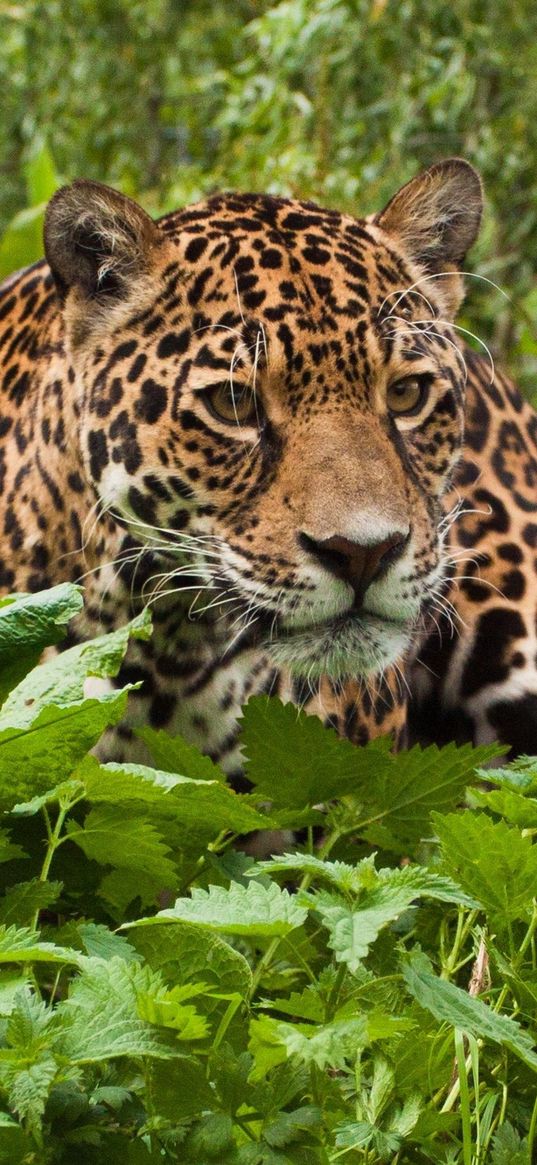 jaguar, grass, leaves, climb, predator