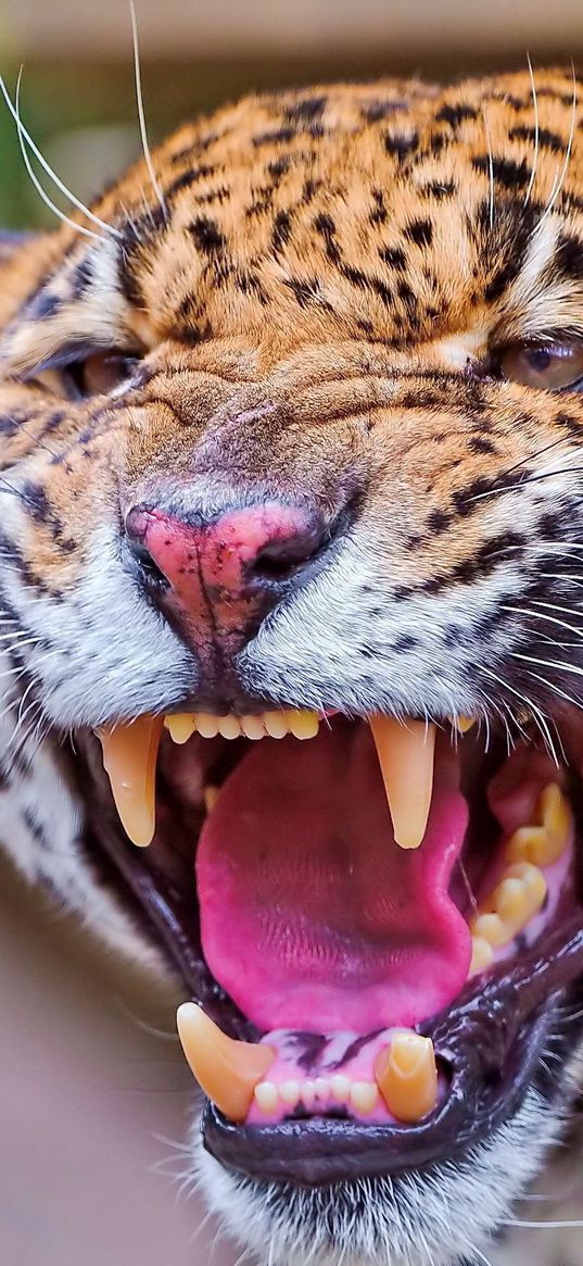 jaguar, teeth, face, anger