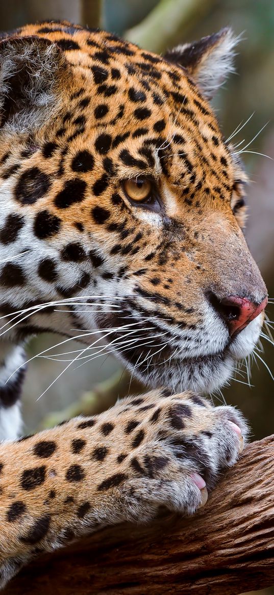 jaguar, predator, face, eyes, mottled