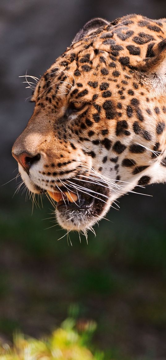 jaguar, grin, grass, predator, muzzle