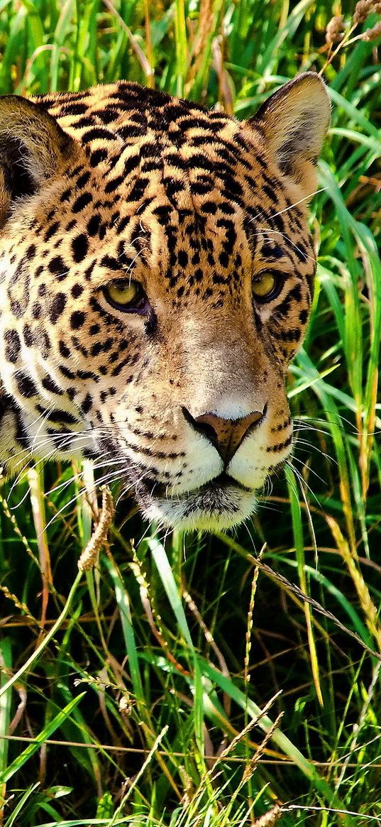 jaguar, grass, walk, look, predator, big cat