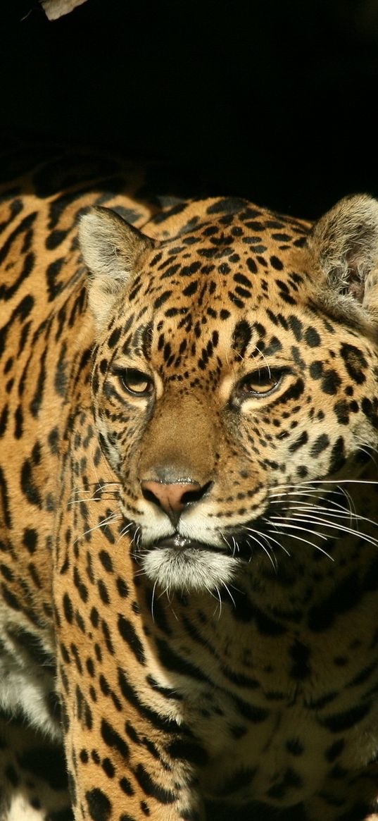 jaguar, grass, background, dark, predator, look, watch