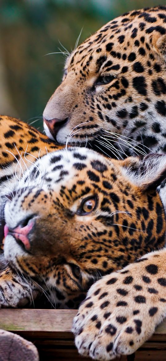 jaguars, couple, predators, care, look