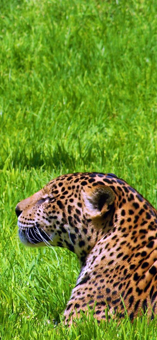 jaguar, grass, sit, predator