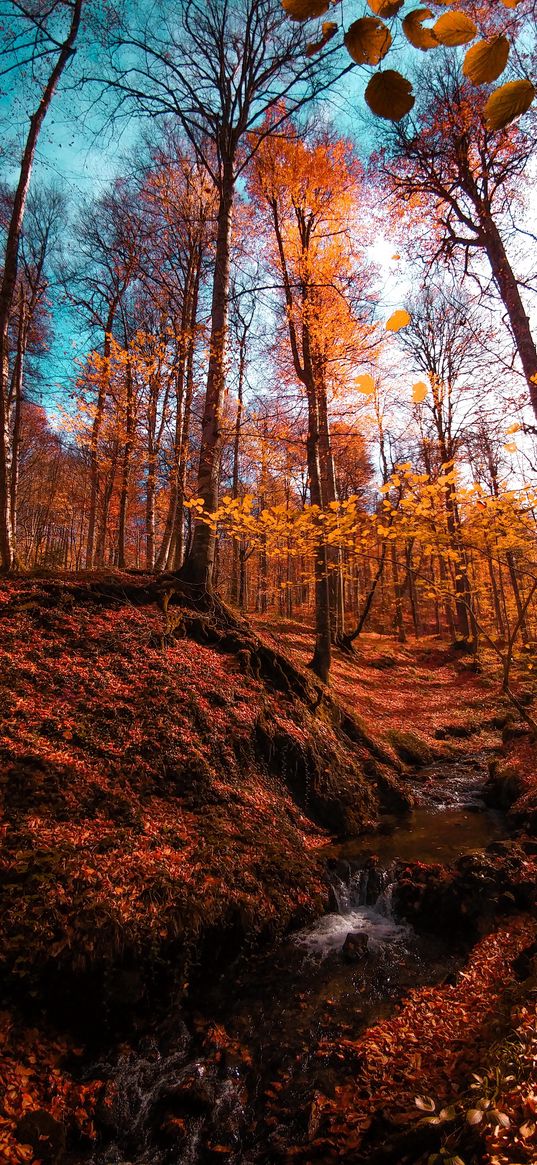 stream, leaves, trees, forest, sky, orange, autumn, nature