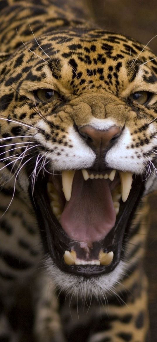 jaguar, predator, teeth, anger, aggression, muzzle