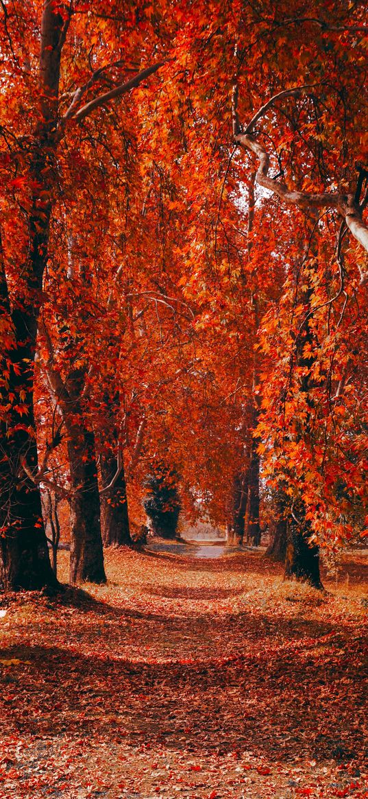 path, leaves, trees, park, autumn, orange, nature