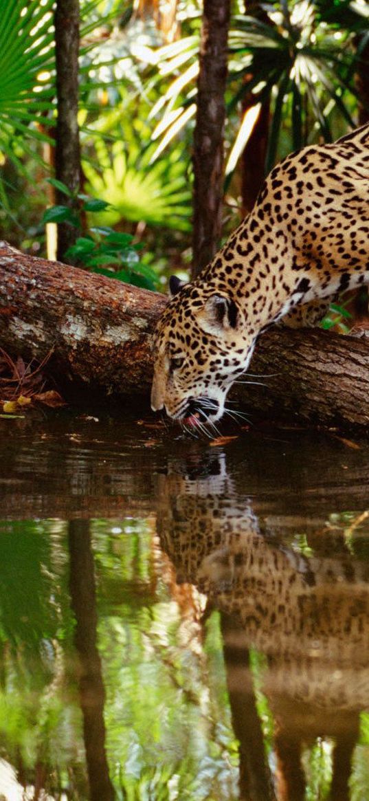 jaguar big cat, predator, water, drink, thirst, reflection, forest, trees