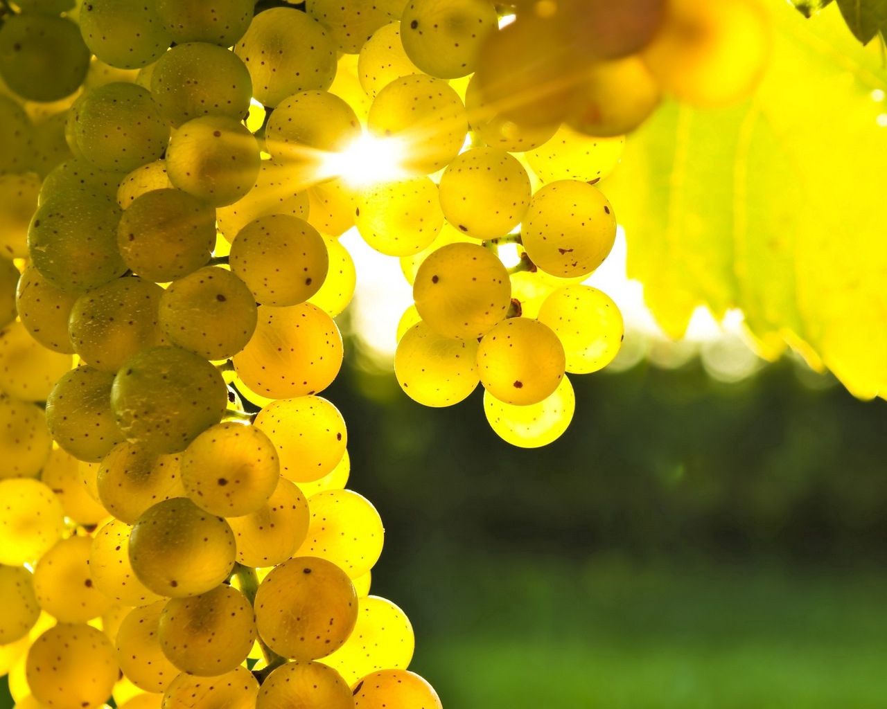 grapes, yellow, rod, sun, light