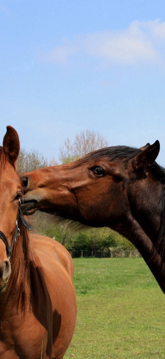 horses, couple, grass, walk