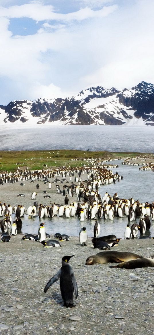 penguins, birds, flock, mountain, peak