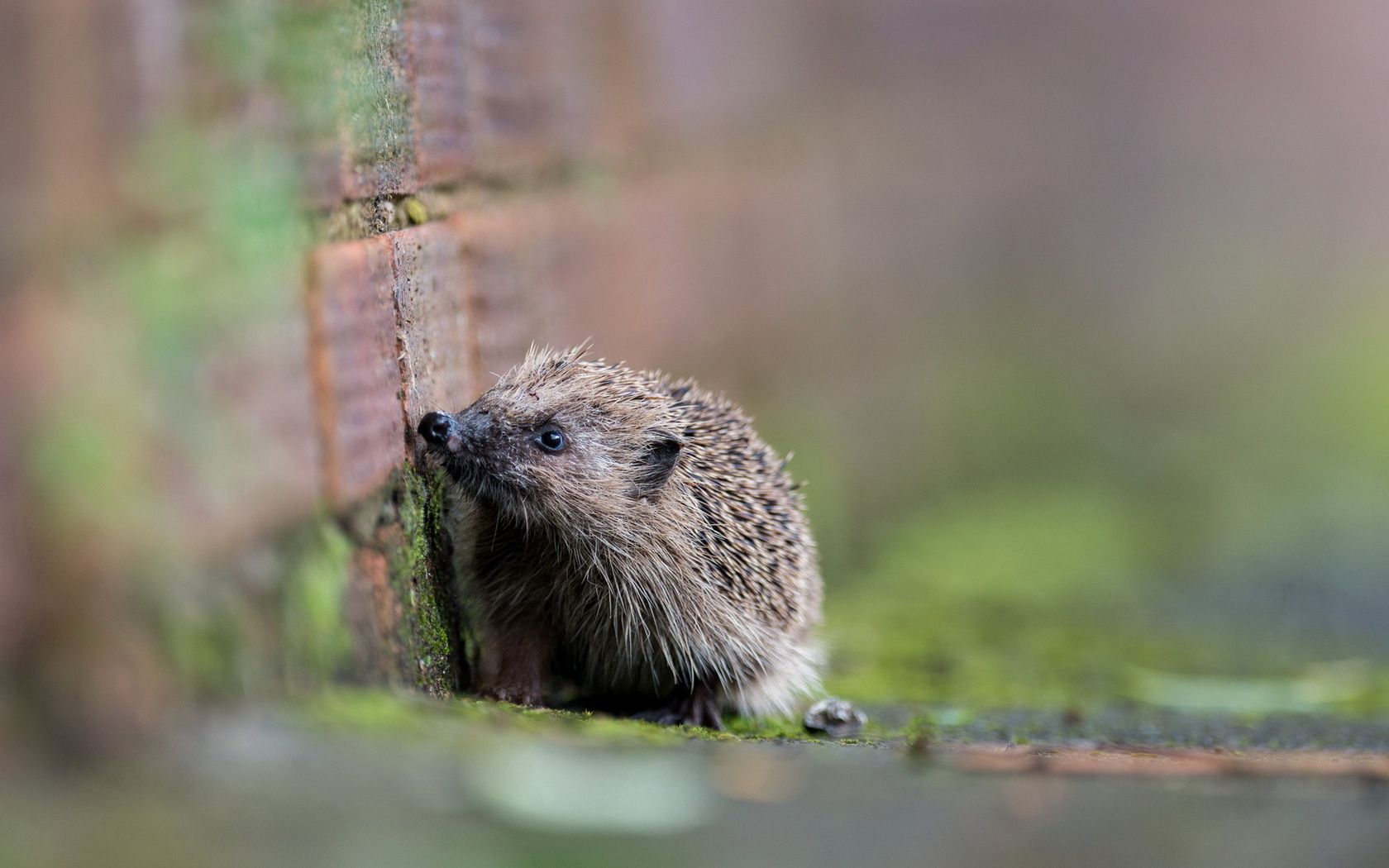 hedgehog, spines, blurring