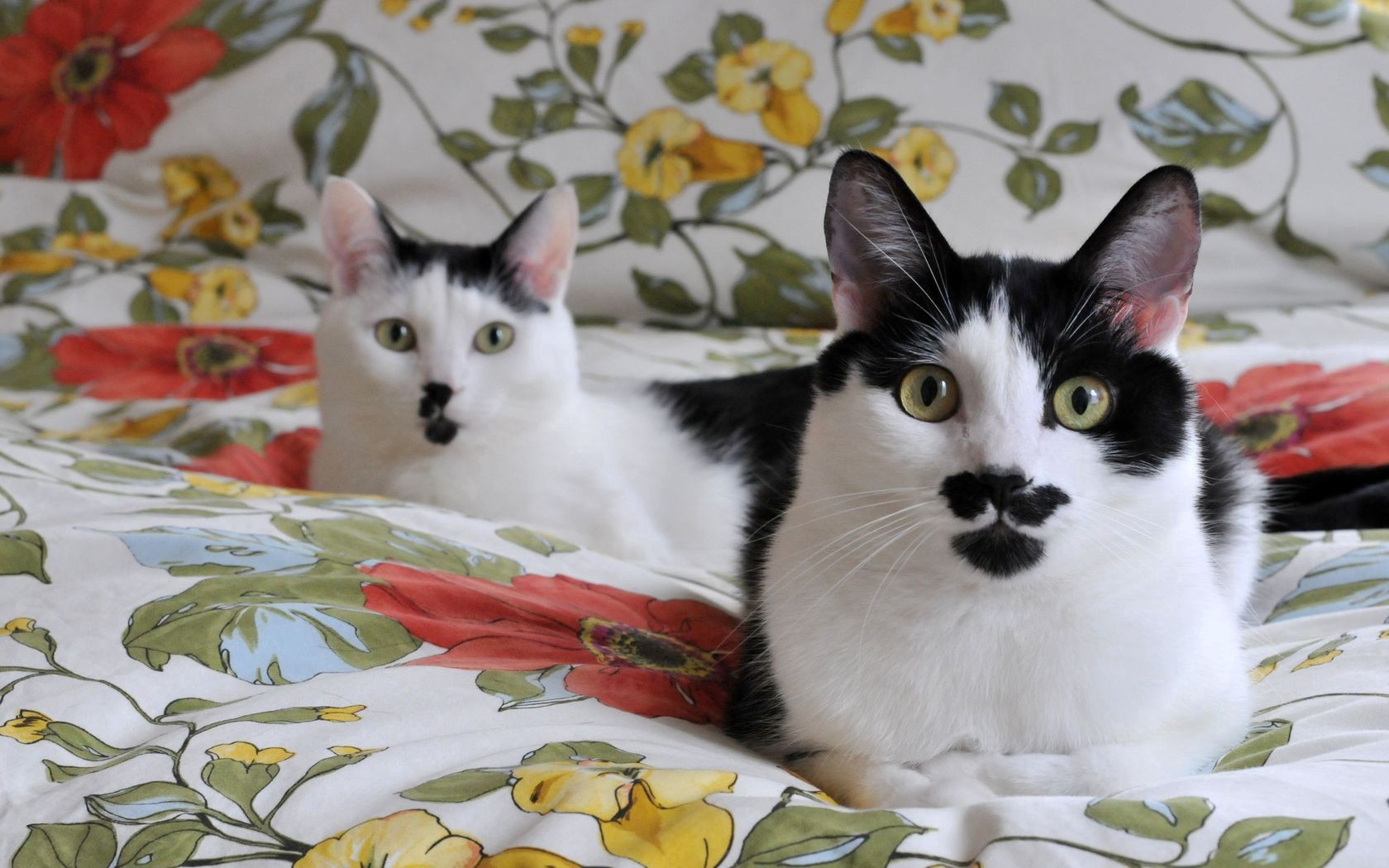 cats, couple, cute, bed linen