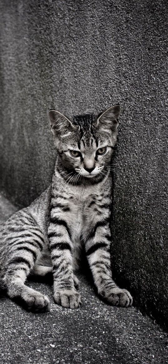 kitten, homeless, wall