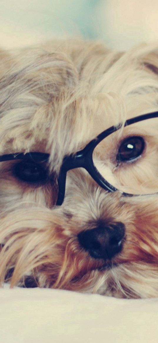 yorkshire terrier, face, glasses