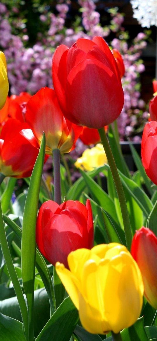 tulips, flowers, sunny, flowerbed, spring