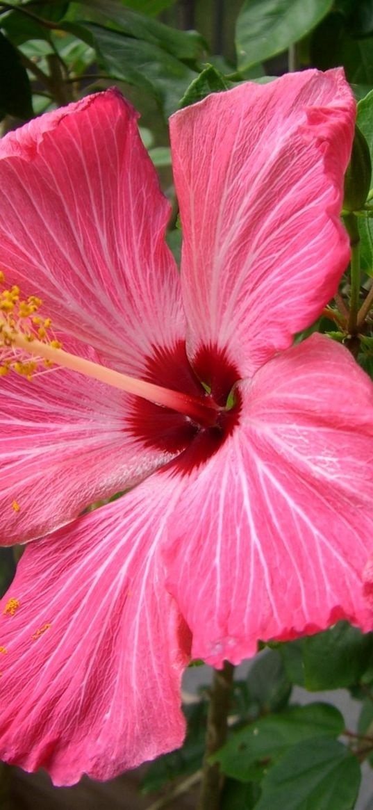 hibiscus, flowering, pink, stamen, close-up