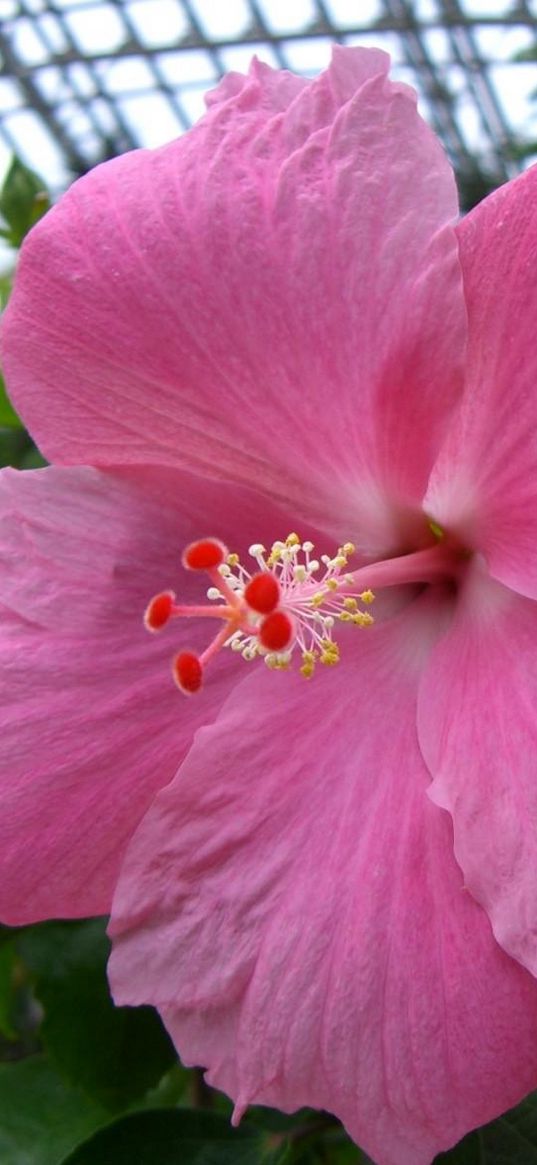 hibiscus, pink, stamen, close-up