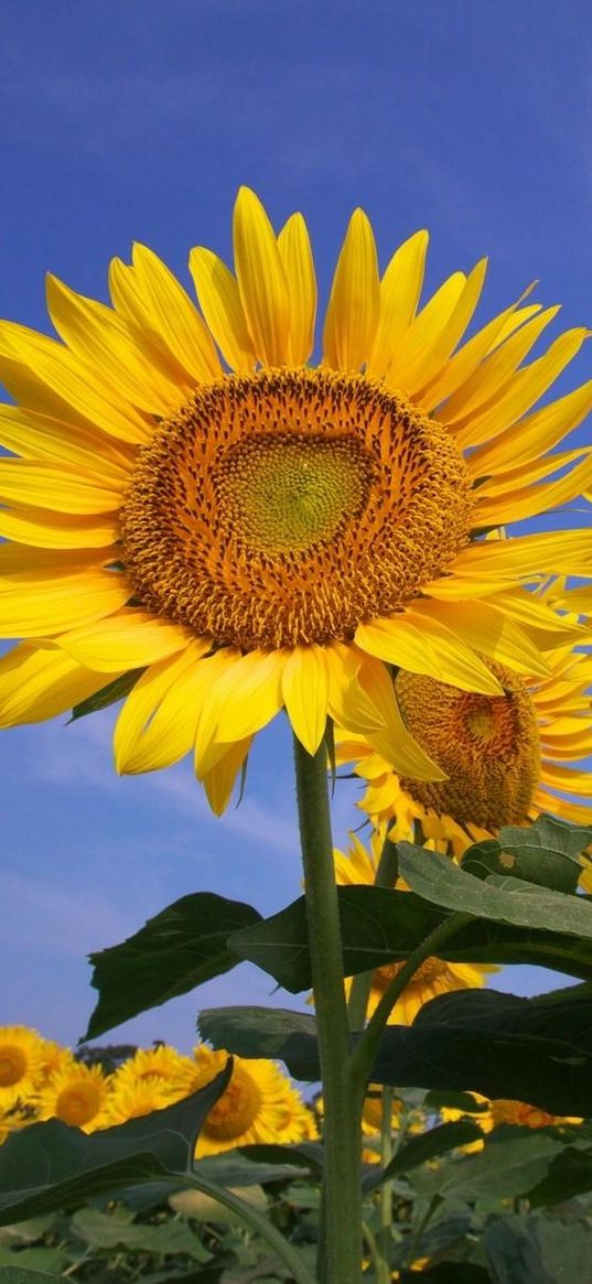 sunflowers, field, sky, summer, sunny