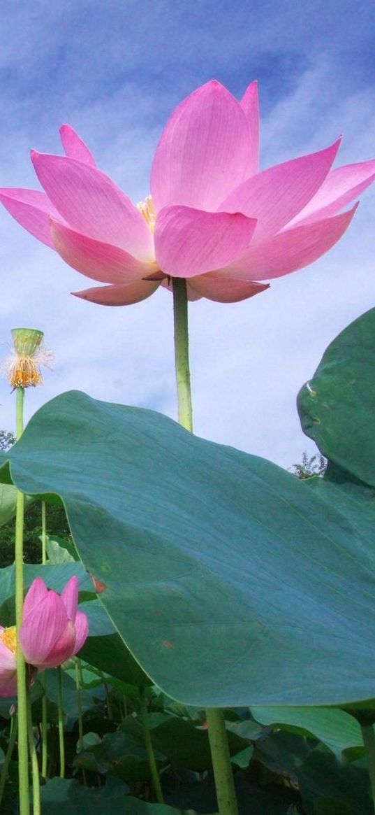 lotus, green, sky, foliage