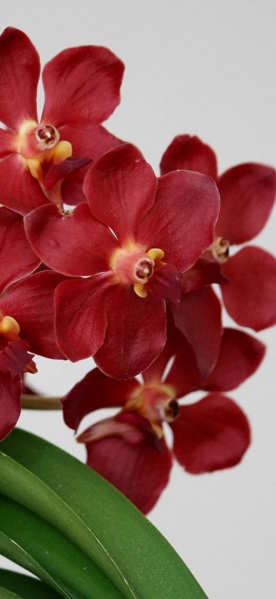 orchid, flower, red, blossom, leaf