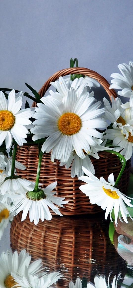 daisies, flowers, basket, drops, scarf, reflection